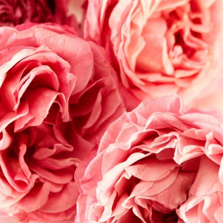 //img.ltwebstatic.com/v4/j/spmp/2026/07/29/7b/178530996434b24ed92acabe1033b6b7af6edbd526_square_thumbnail_900x.webp