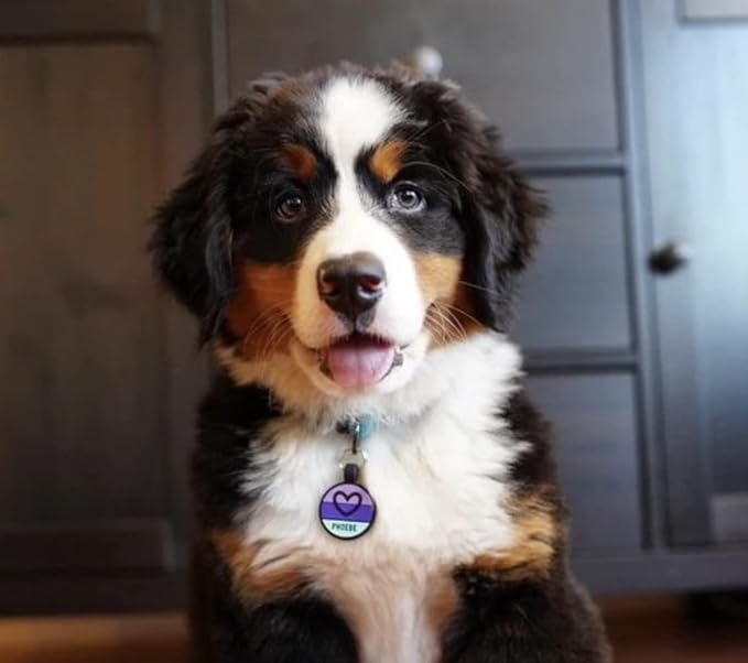 LYP - Our Original Soundless Pet ID Tag - Largest Line of Silicone Dog Tags - No More Jingling Dog Tags -Durable - Never Fades - Customized Deep Engraved Silicone (Heart - Purple)