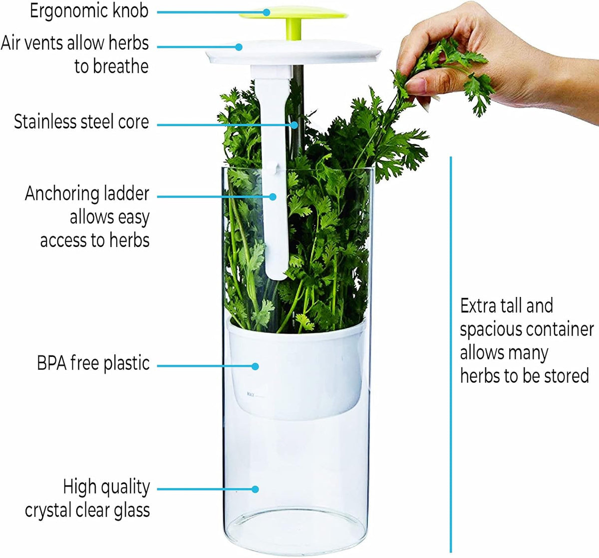 XXL Herb Keeper and Herb Saver – Glass Storage Container for Cilantro, Mint, Parsley, Asparagus, Keeps Greens Fresh for 2-3 Weeks