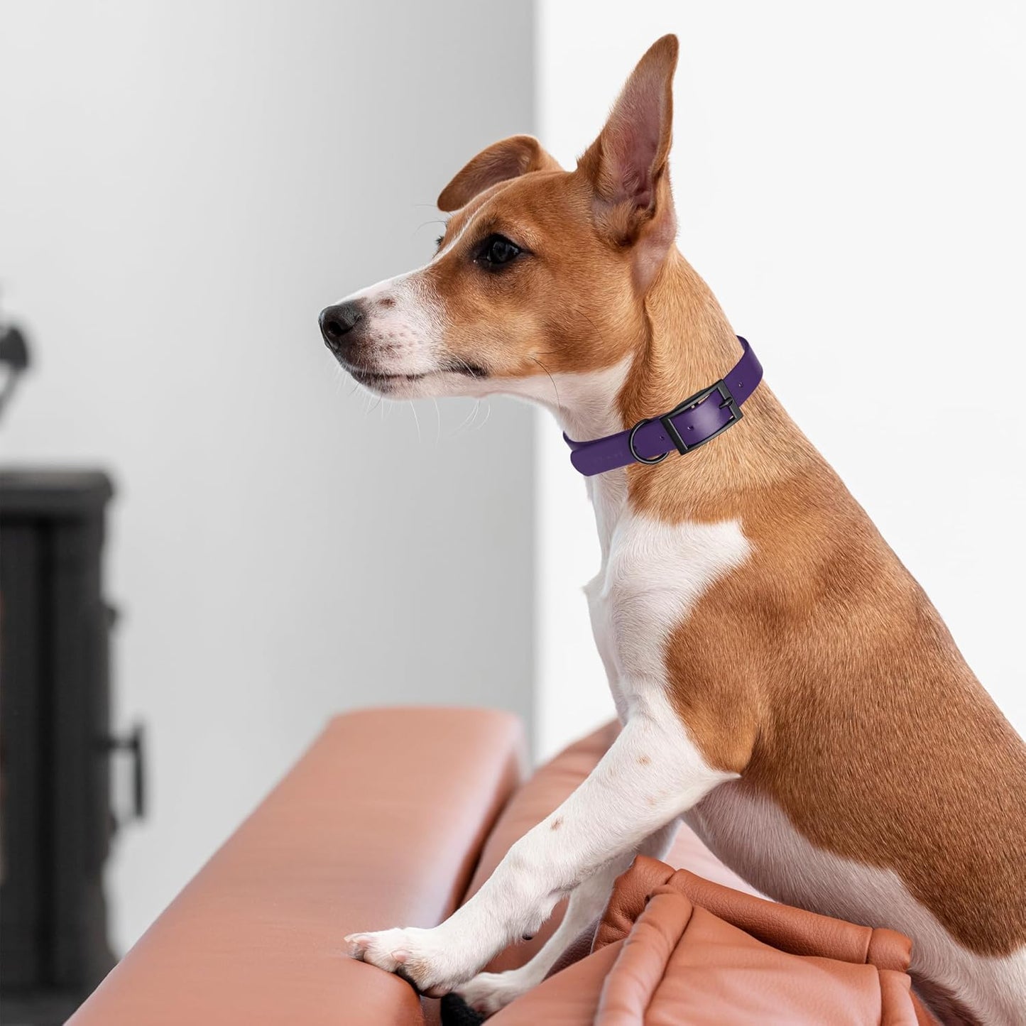 Dogline Biothane Waterproof Dog Collar Strong Coated Nylon Webbing with Black Hardware Odor- Proof for Easy Care Easy to Clean High Performance Fits Small Medium or Large Dogs, Violet Purple