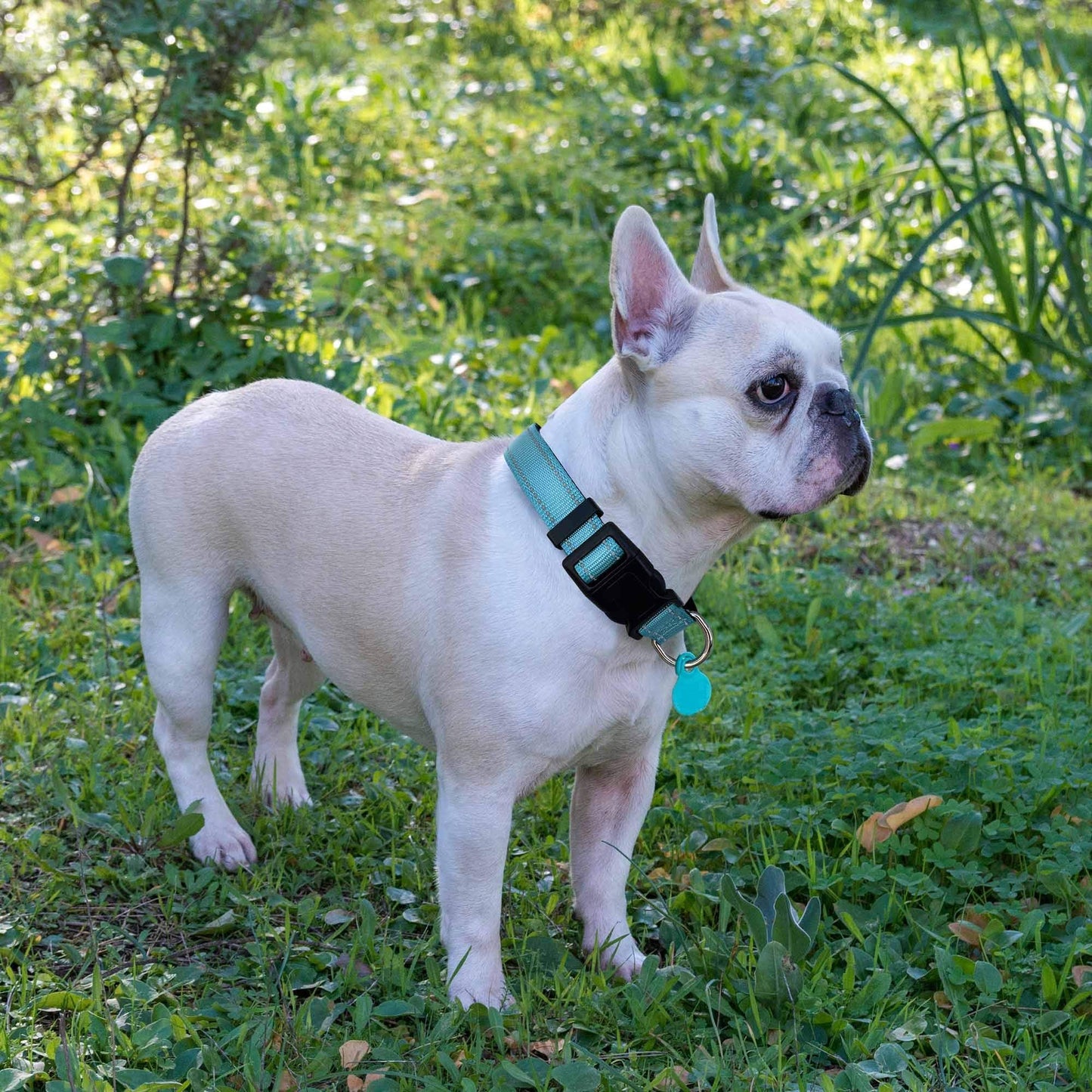 Ladoogo Reflective Dog Collar Padded with Soft Neoprene Breathable Adjustable Nylon Dog Collars for Small Medium Large Dogs (Medium (Pack of 1), Turquoise Collar+Leash)
