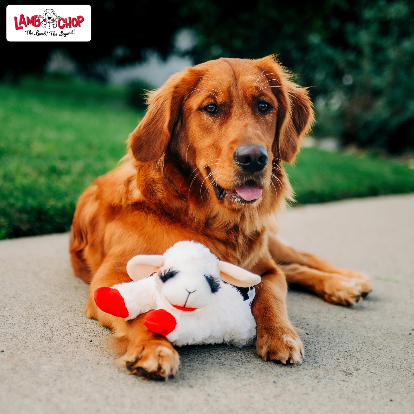 Multipet Lamb Chop Dog Plush Toy - Squeaky Toy for Small & Medium Dogs - Extra Soft Plush - Stuffed Animal for Cuddling & Playing (10", Cream, 5 Squeakers)