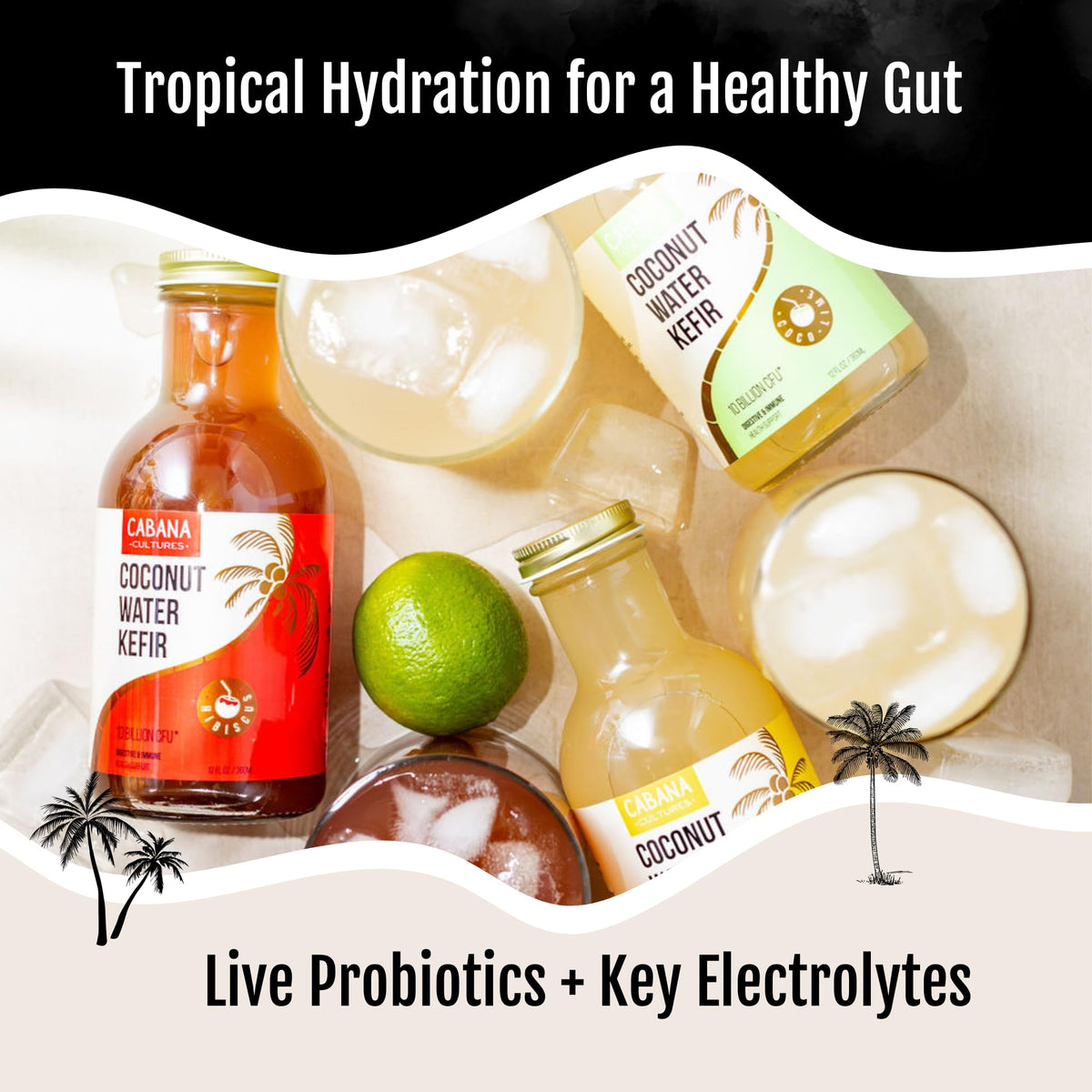 Cabana Cultures Probiotic Coconut Water Kefir – Gut Health, Hydration & Immunity Support | Variety Pack (12-Pack)