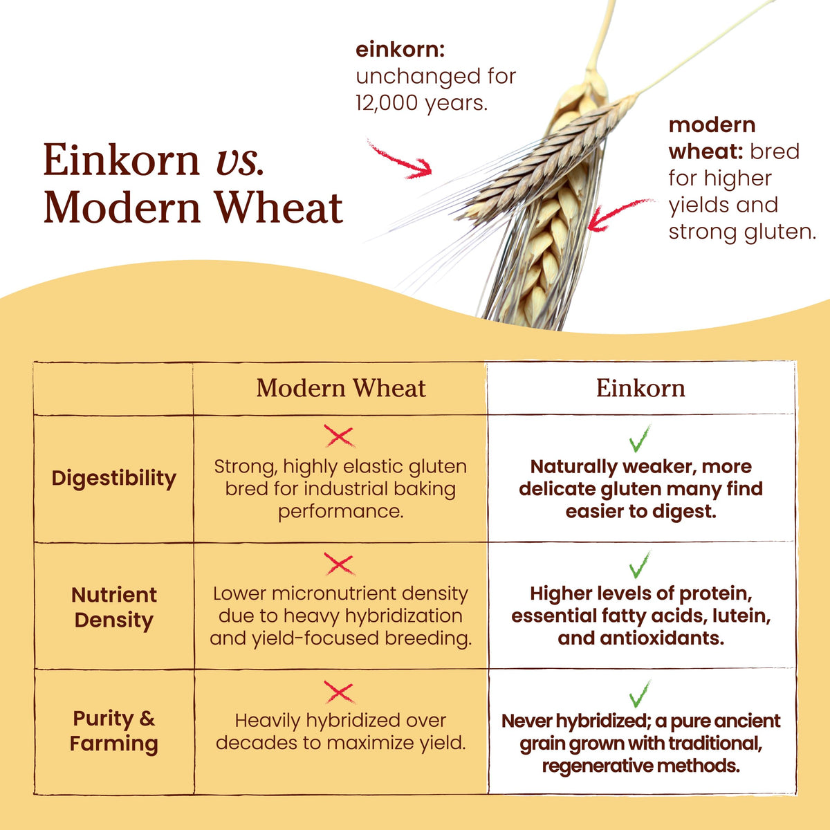 Jovial Organic Einkorn Whole Wheat Flour - 2 lb Pack | Non-GMO, Organic, Glyphosate-Free for Sourdough, Pizza & Pasta