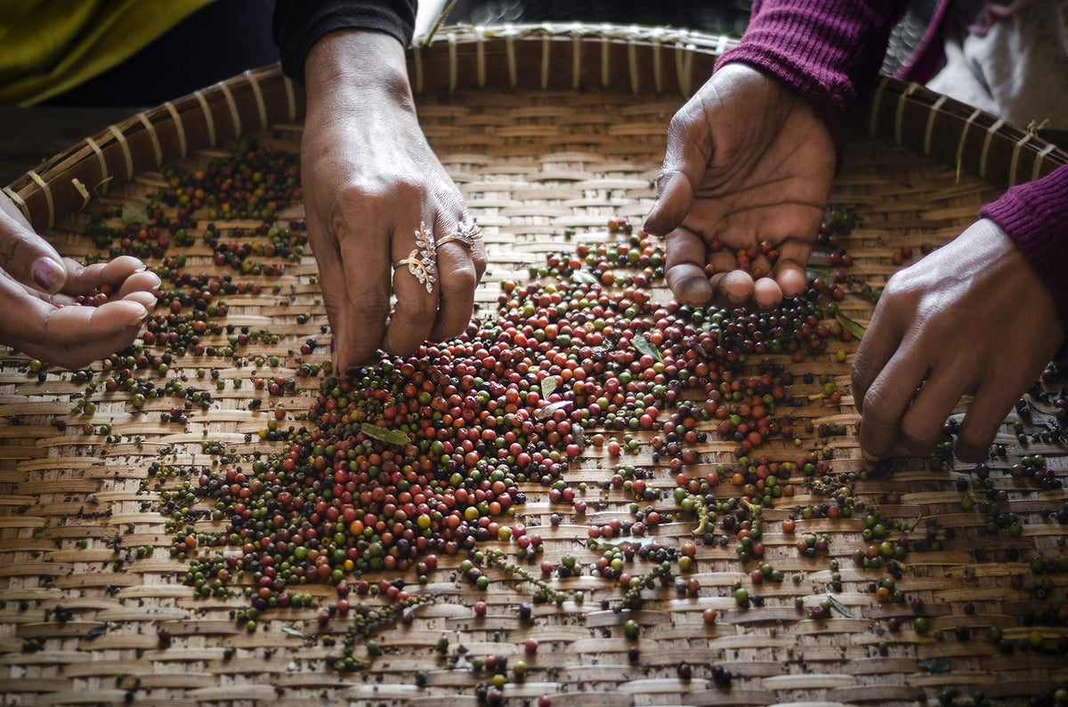 Kampot Pepper Organic Rare Cambodian Peppercorns — Black, 8 oz