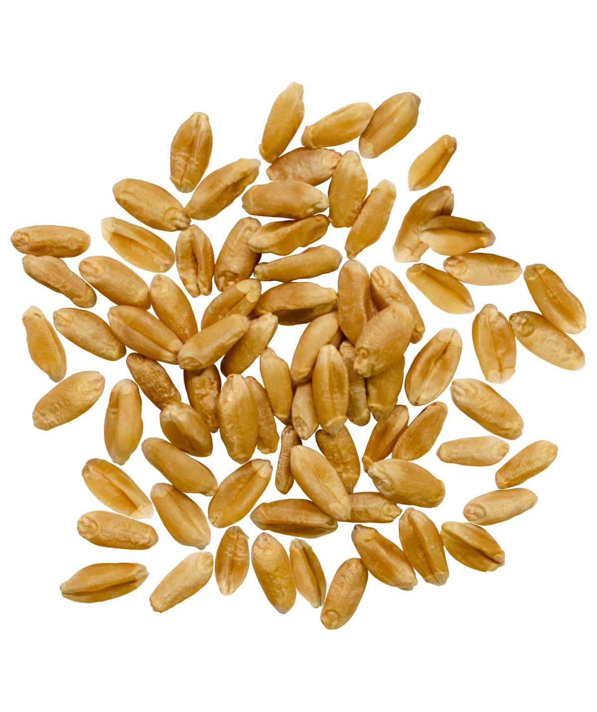 Palouse Brand Glyphosate Residue Free Hard Red Spring Wheat Berries | 25 LBS Bucket | Sproutable, Non-GMO Project Verified, Kosher | Washington Farm