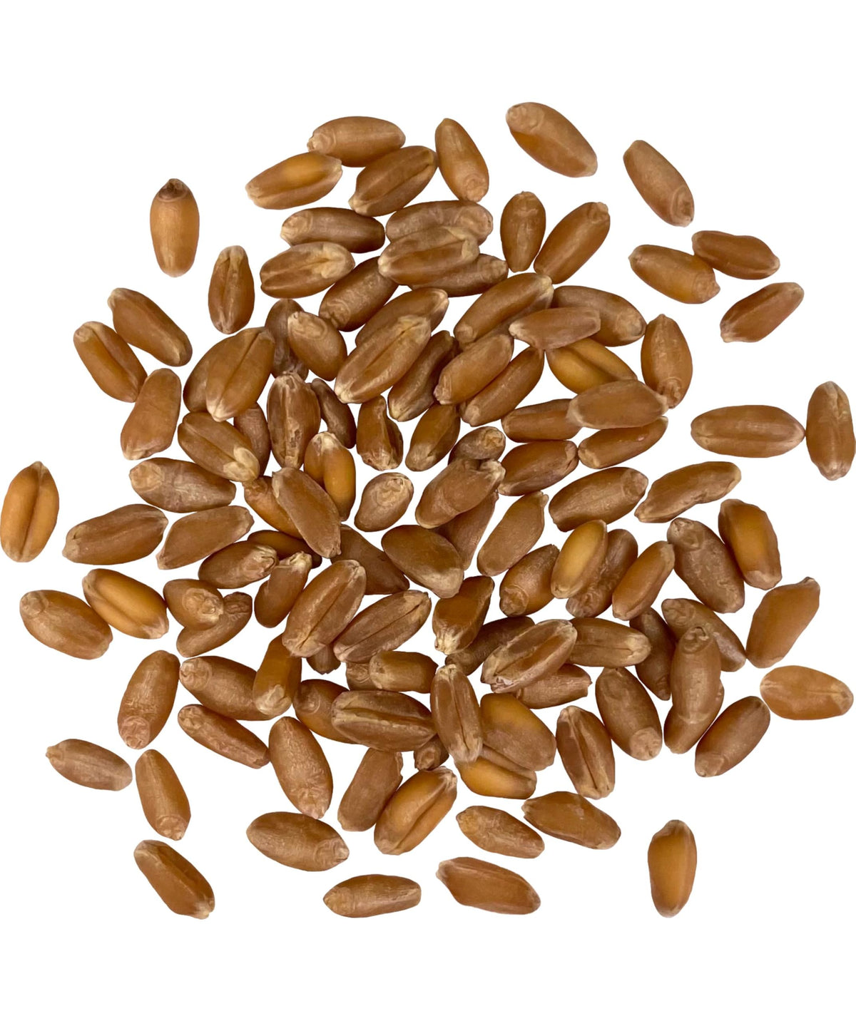 Palouse Brand Glyphosate Residue Free Hard Red Winter Wheat Berries – 25 lb Bucket | Sproutable, Non-GMO, Kosher